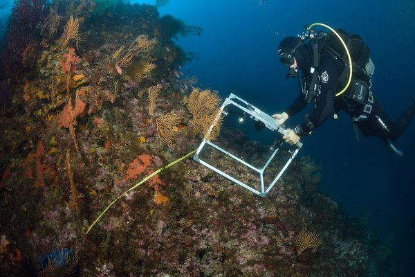 A diver surveying Mediterranean coral reefs underwater, with colourful marine life on the rocky seabed